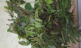 野菜生活爆料视频下载,跟随视频探索自然馈赠的宝藏