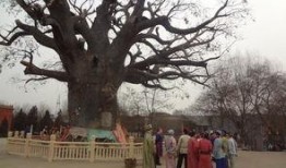 大槐树全集在线观看,穿越历史的长河，探寻家族的根与魂