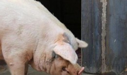 印尼猪瘟最新爆料信息,最新爆料揭示严峻形势