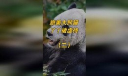 熊猫yy最新爆料视频,最新爆料视频内容大起底