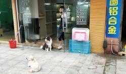 温州宠物店爆料事件最新,揭露行业黑幕，宠物权益亟待关注