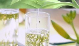 茶叶爆料视频大全集下载