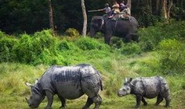 杭州野猪最新爆料一头大象,揭秘与神秘大象的神秘邂逅