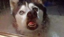 刘大锤爆料舔狗视频,视频爆料引发网友热议