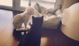 娱乐吃瓜酱虐猫小说,娱乐吃瓜酱的黑暗面揭露