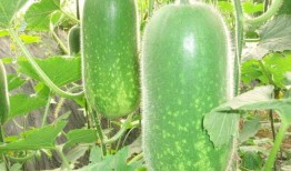 网红陈妮妮吃瓜图片视频,网红美食新风尚