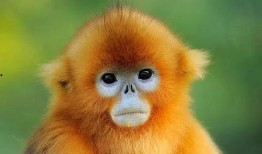 龙虎鼠最新爆料图片高清,高清图揭秘神秘面纱