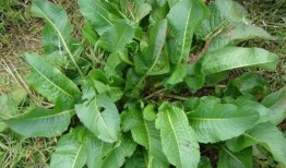 野菜生活爆料视频下载,跟随视频探索自然馈赠的宝藏