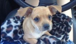 狗仔最新爆料林狗图片,狗仔最新爆料引发热议