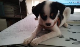 狗仔最新爆料林狗图片,狗仔最新爆料引发热议