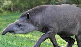 杭州野猪最新爆料一头大象,揭秘与神秘大象的神秘邂逅