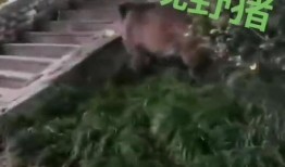 达州野猪爆料事件视频曝光,揭秘背后惊人真相