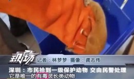 不明身份手机在线观看,揭秘网络世界的未知面纱