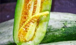 西藏网红吃瓜