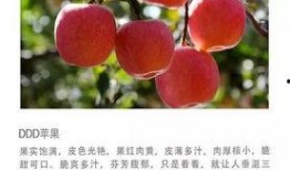 免费吃瓜苹果,揭秘苹果界的神秘福利