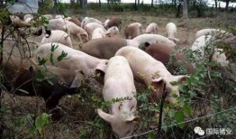 印尼猪瘟最新爆料信息,最新爆料揭示严峻形势