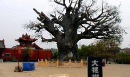 大槐树全集在线观看,穿越历史的长河，探寻家族的根与魂