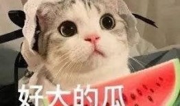 一小时网红吃瓜,热点事件背后的真相与笑料