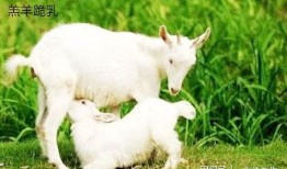 最新吃瓜爆料小羊图片,吃瓜群众热议，萌态可掬引关注