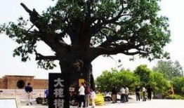 大槐树全集在线观看,穿越历史的长河，探寻家族的根与魂