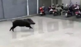 达州野猪爆料事件视频曝光,揭秘背后惊人真相