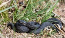 黑蛇在线观看,暗网深处的惊悚之旅