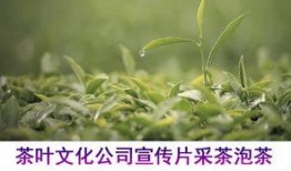 茶叶爆料视频大全集下载