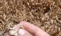 番薯爆料视频在线观看,揭秘幕后真相，带你走进事件核心