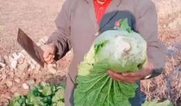 白菜哥被人爆料视频大全,揭秘网络爆料的真相与影响