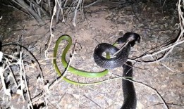 黑蛇在线观看,暗网深处的惊悚之旅