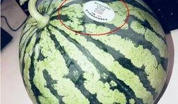 西藏网红吃瓜