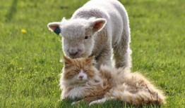 最新吃瓜爆料小羊图片,吃瓜群众热议，萌态可掬引关注