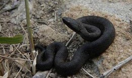 黑蛇在线观看,暗网深处的惊悚之旅